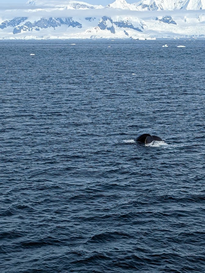 Orca Killer Whale Antarctica